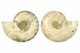 Cut & Polished, Agatized Ammonite Fossil - Madagascar #267964-1